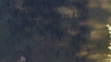 a large group of salmon swim upstream in a clear river surrounded by rocks and forest