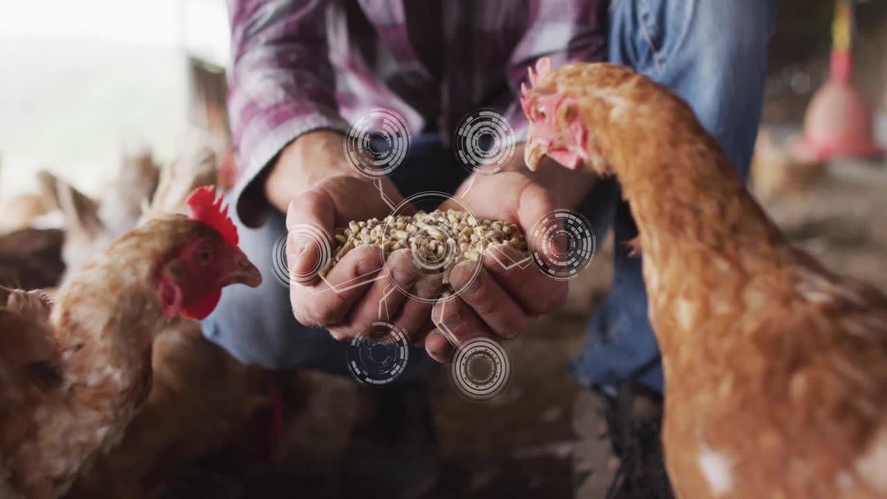 Person feeding chickens with grain, digital network animation overlaying scene