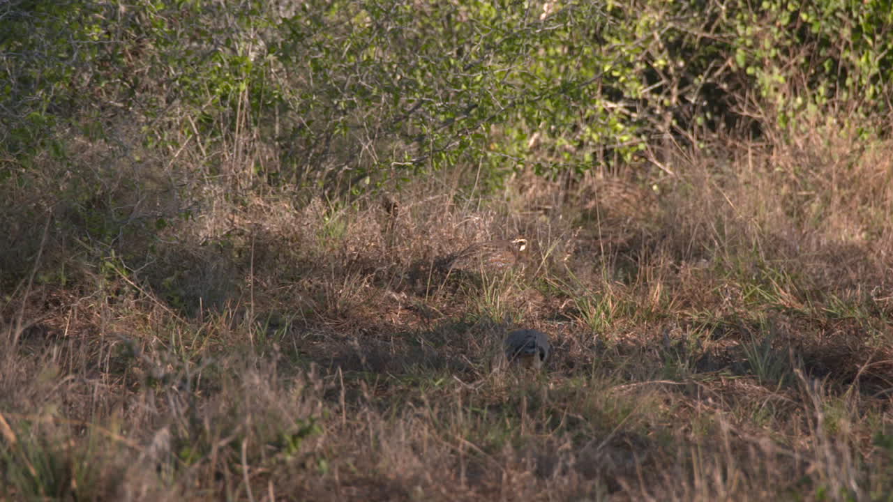 Birds in the savanna