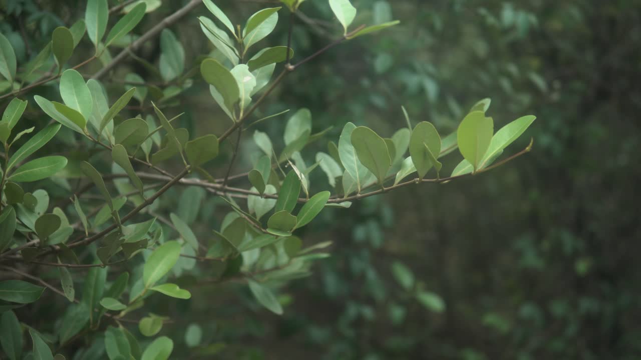 pequeñas hojas verdes espaciosas en un árbol en el bosque balanceándose en el viento durante el día
