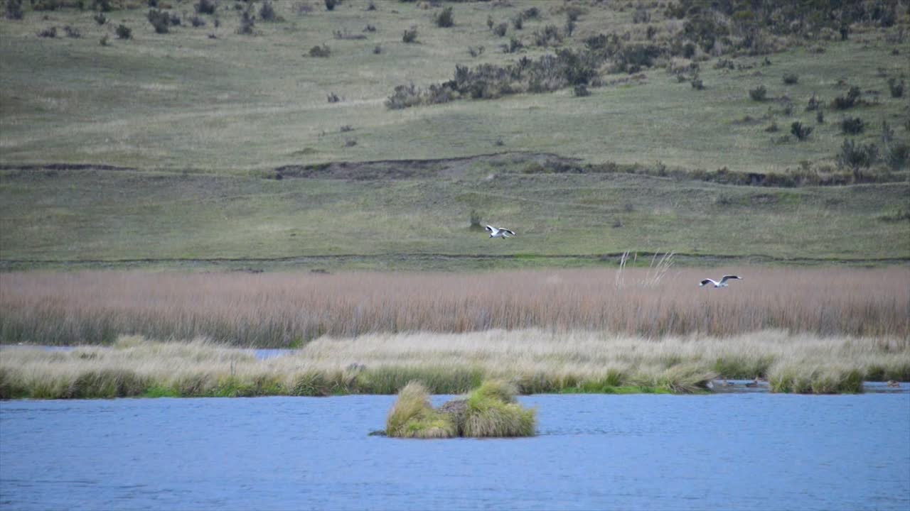 에콰도르 고원의 자연 호수에 있는 새 두 마리