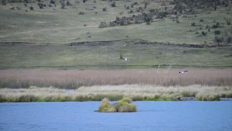 un par de pájaros en un lago natural en el altiplano ecuatoriano