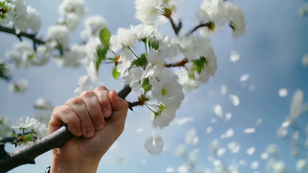 Kol saatli yetişkin bir el sallanıyor, bahçede çiçek açan bir dalı kavrıyor, yapraklar süzülüyor.
