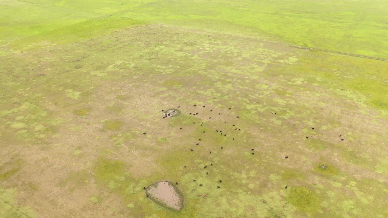 소 떼가 들판에서 풀을 뜯고 물을 마신다