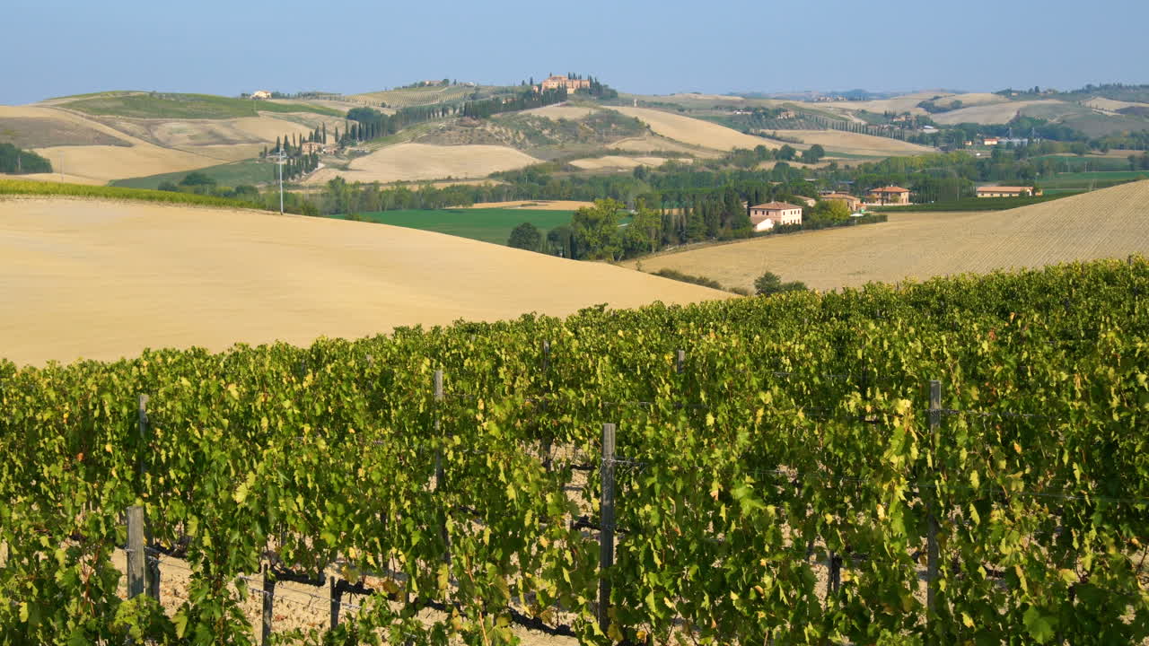 Vineyard Landscape in Tuscany , Italy