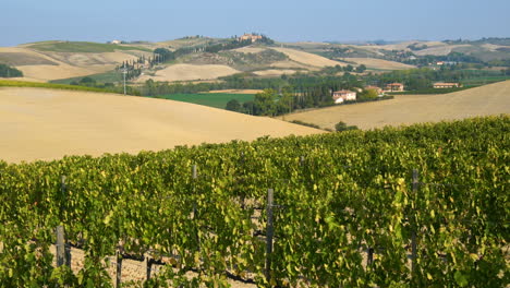 Paisaje-De-Viñedos-En-Toscana,-Italia