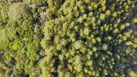 Hoch-über-Dem-Wald-Blickt-Man-Direkt-Auf-Hohe-Bäume-Hinunter,-Während-Die-Strahlen-Der-Aufgehenden-Sonne-Die-Bäume-Erhellen