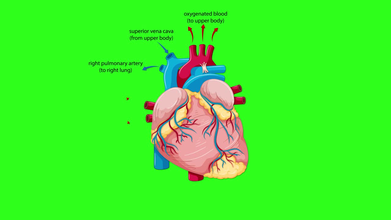 Un'animazione dettagliata dell'anatomia del cuore umano mostra i percorsi del flusso sanguigno etichettati, con transizioni tra viste esterne e interne su uno sfondo verde brillante per facilitare il compositing