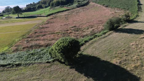 drone orbitando en un arbusto aislado en las montañas cerca de la costa durante el día soleado