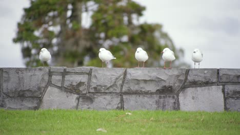 Cinco-Pájaros-Parados-En-Línea-En-El-Ladrillo-En-Un-Parque