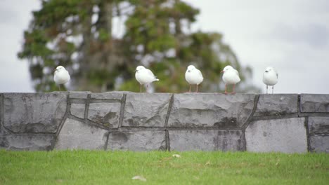 cinco pájaros parados en línea en el ladrillo en un parque