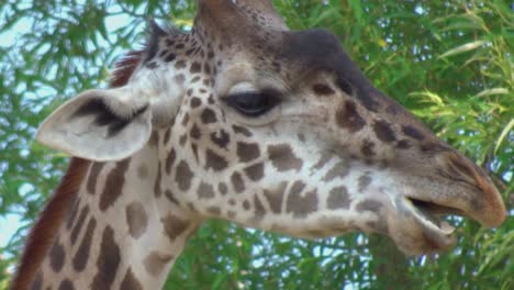 Close-up-of-a-giraffe-chewing