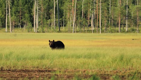 Braunbär-(Ursus-Arctos)-In-Freier-Natur-Ist-Ein-Bär,-Der-In-Weiten-Teilen-Nordeurasiens-Und-Nordamerikas-Vorkommt.-In-Nordamerika-Werden-Die-Braunbärenpopulationen-Oft-Als-Grizzlybären-Bezeichnet.