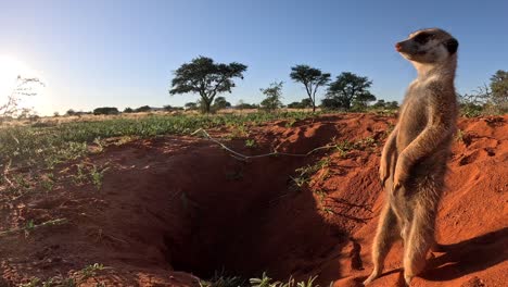 An-alert-suricate-Meerkat-standing-upright-at-his-burrow-early-morning-looking-around-for-signs-of-danger,-copy-space-to-the-left