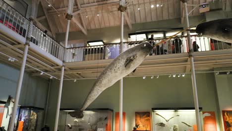 narwhal display inside national museum of scotland