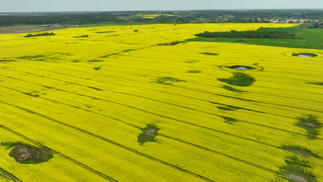 A-vast-aerial-view-of-a-large,-blooming-yellow-rapeseed-field-stretching-to-the-horizon-with-a-few-green-patches-and-distant-trees