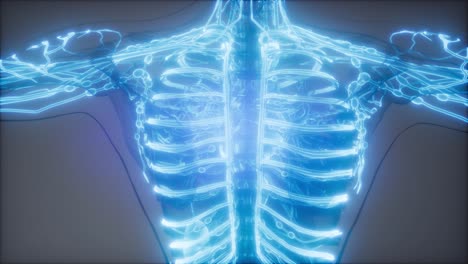 vasos sanguíneos del cuerpo humano