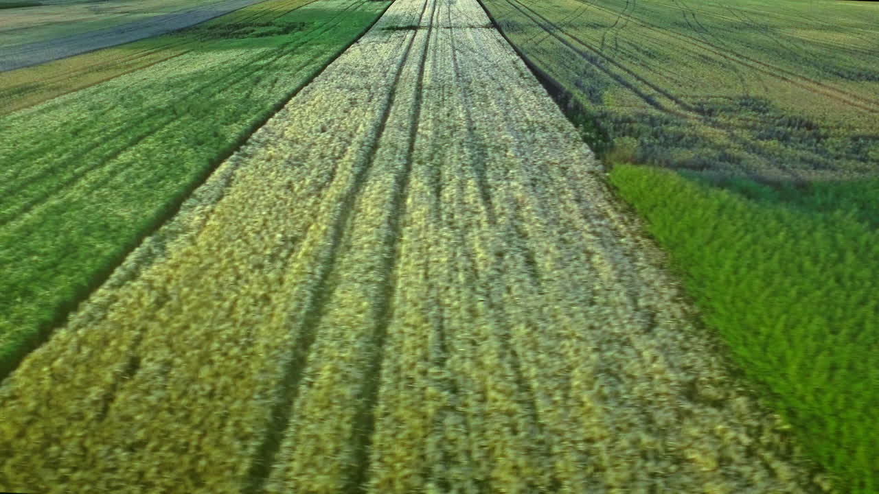 campo de cosecha desde el aire, paisaje de campo de trigo, industria agrícola