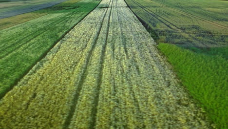 Antena-De-Campo-De-Cosecha.-Paisaje-De-Campo-De-Trigo.-Industria-Agrícola