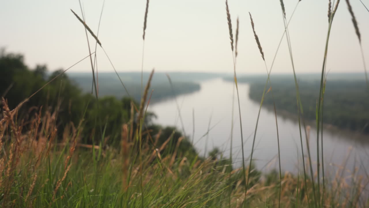 Tall golden grasses in sharp focus frame winding river and dense forest in soft focus beyond under pale sky evoking tranquil rural scene with depth and dreamy summer atmosphere
