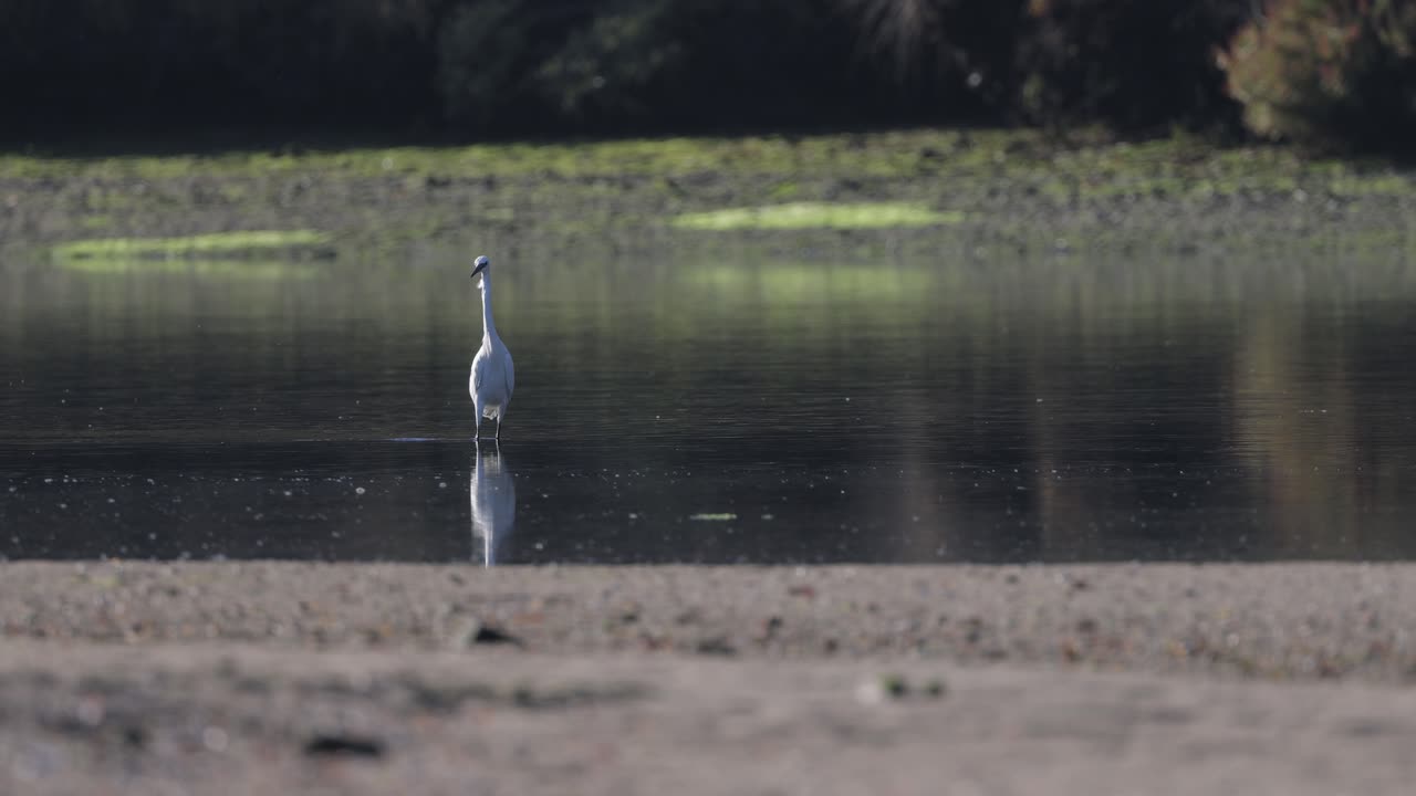 White heron searching for food in a river