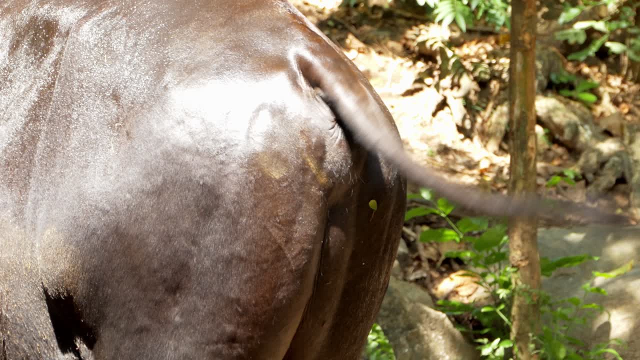 A wild animal's close-up showcases its natural beauty in a lush forest setting