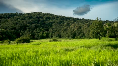 moving cloude mountain and rice field wide