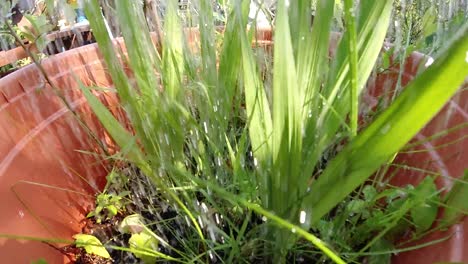 Water-Pouring-Over-Large-Garden-Plant-in-Slow-Motion