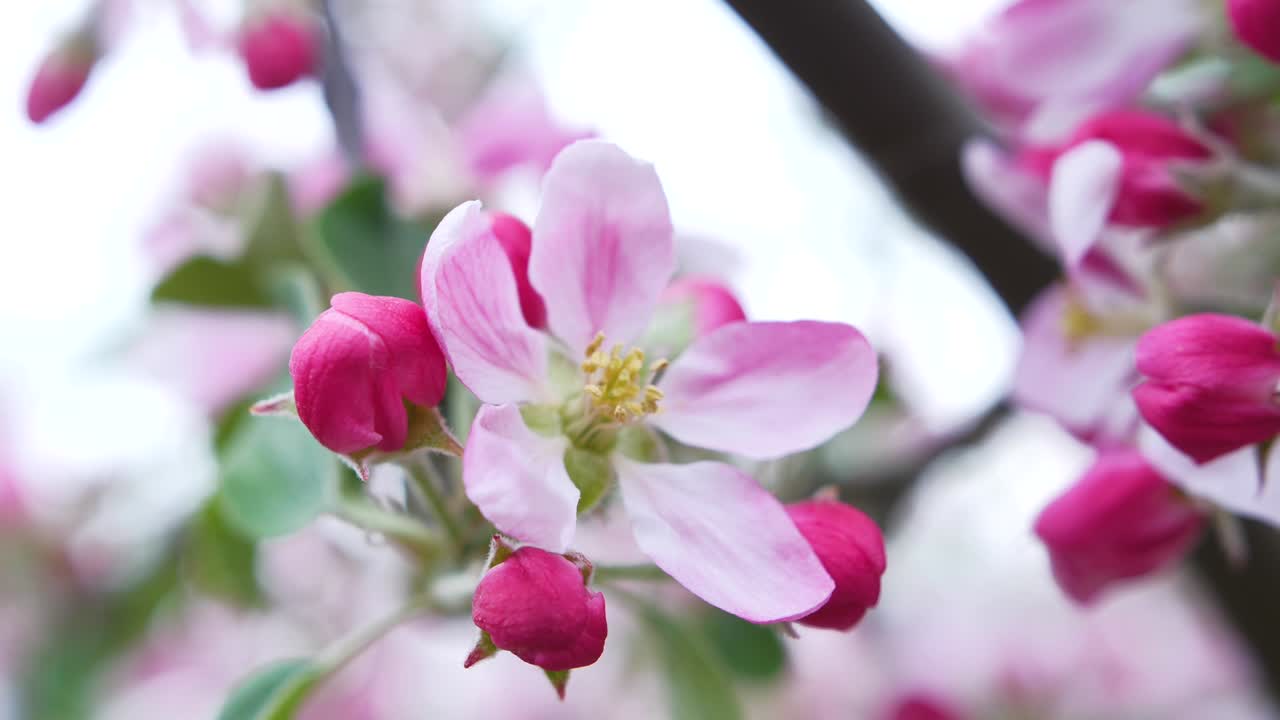 flor de manzana braeburn en mayo en kent, inglaterra en un día ligeramente ventoso