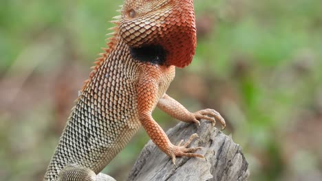 lagarto de jardín en el suelo