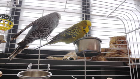 parakeets in a cage with a cat