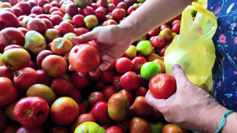 adult woman hands selecting the best ripe tomatoes at a vegetable market