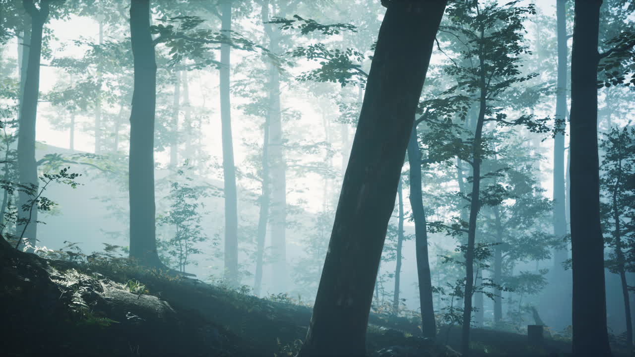 깊은 숲에서 아침 안개