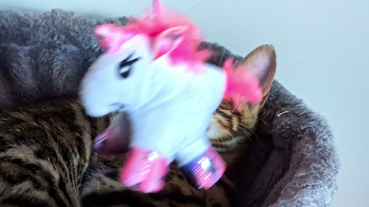 Curious Bengal cat, kitten is exploring a new stuffed unicorn toy