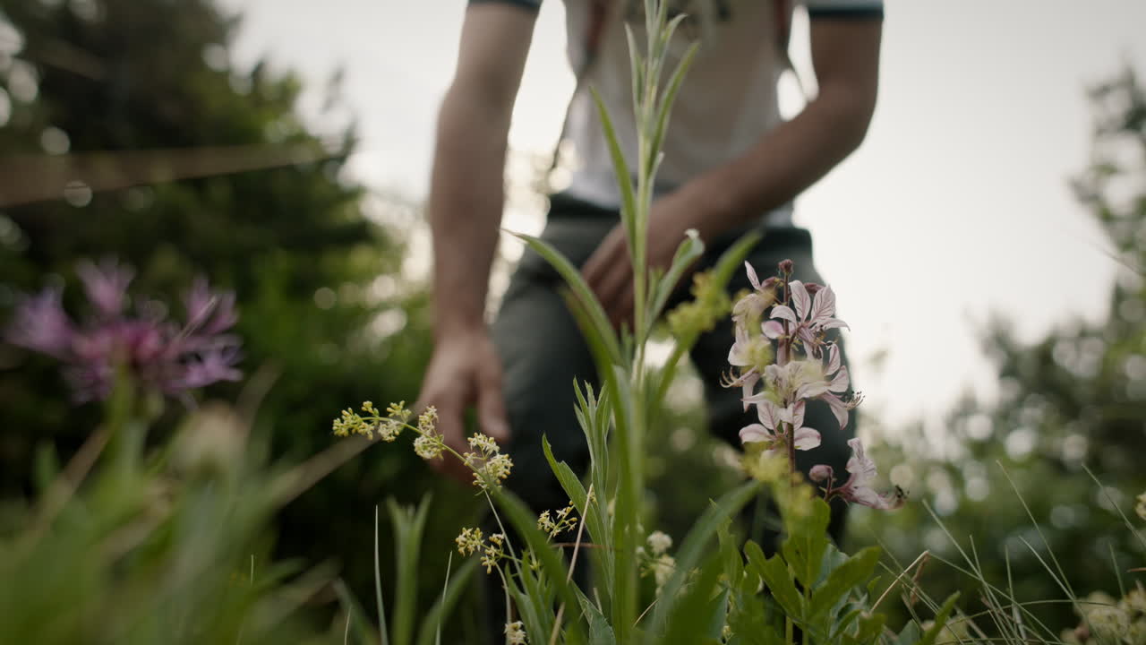 등산객은 카메라를 향해 걸어가다가 멈추고, 아름다운 연분홍 꽃을 감상하기 위해 스쿼트를 하고 계속 걷는 것보다