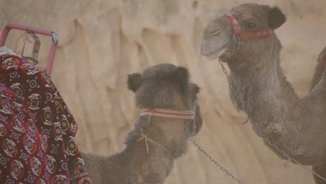 Camels-In-Wildlife-And-Safari-Tours-In-Cappadocia-Region,-Central-Turkey