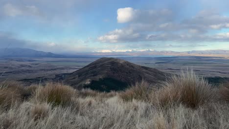 tussock bushes waving in the wind on cold evening in new zealand highlands