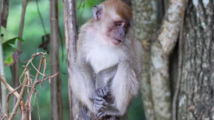 A monkey curiously examines its surroundings