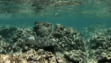 School-Of-Reef-Fish-Swims-Underwater-Just-Above-The-Coral-Reef