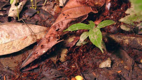 a relentless army of red army ants swarms across the rainforest floor, moving in perfect coordination.