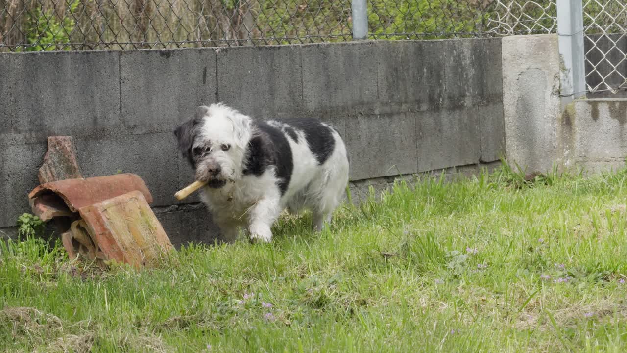 un lindo perro blanco y negro chequeando a los pollos y caminando junto a una pared