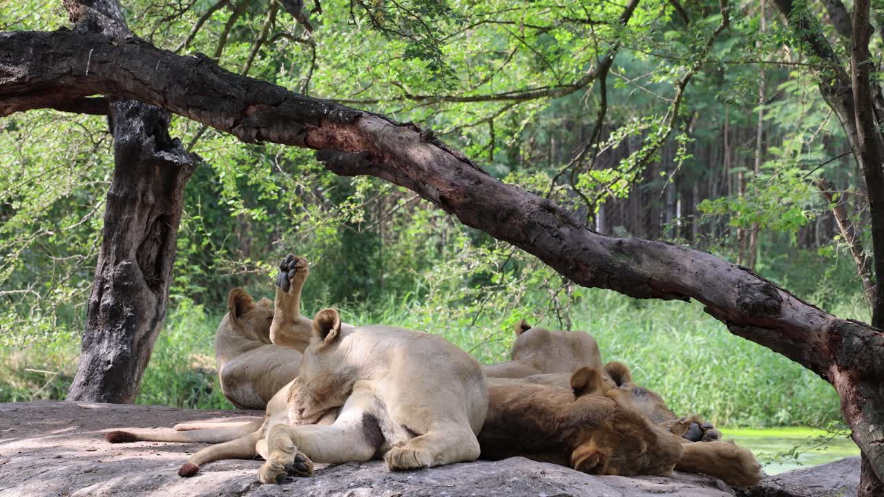 een groep leeuwen die in de natuur rusten en socialiseren