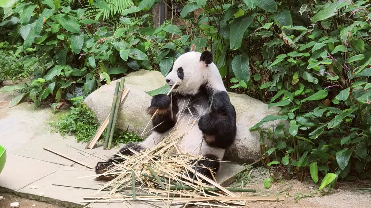 panda comiendo bambú