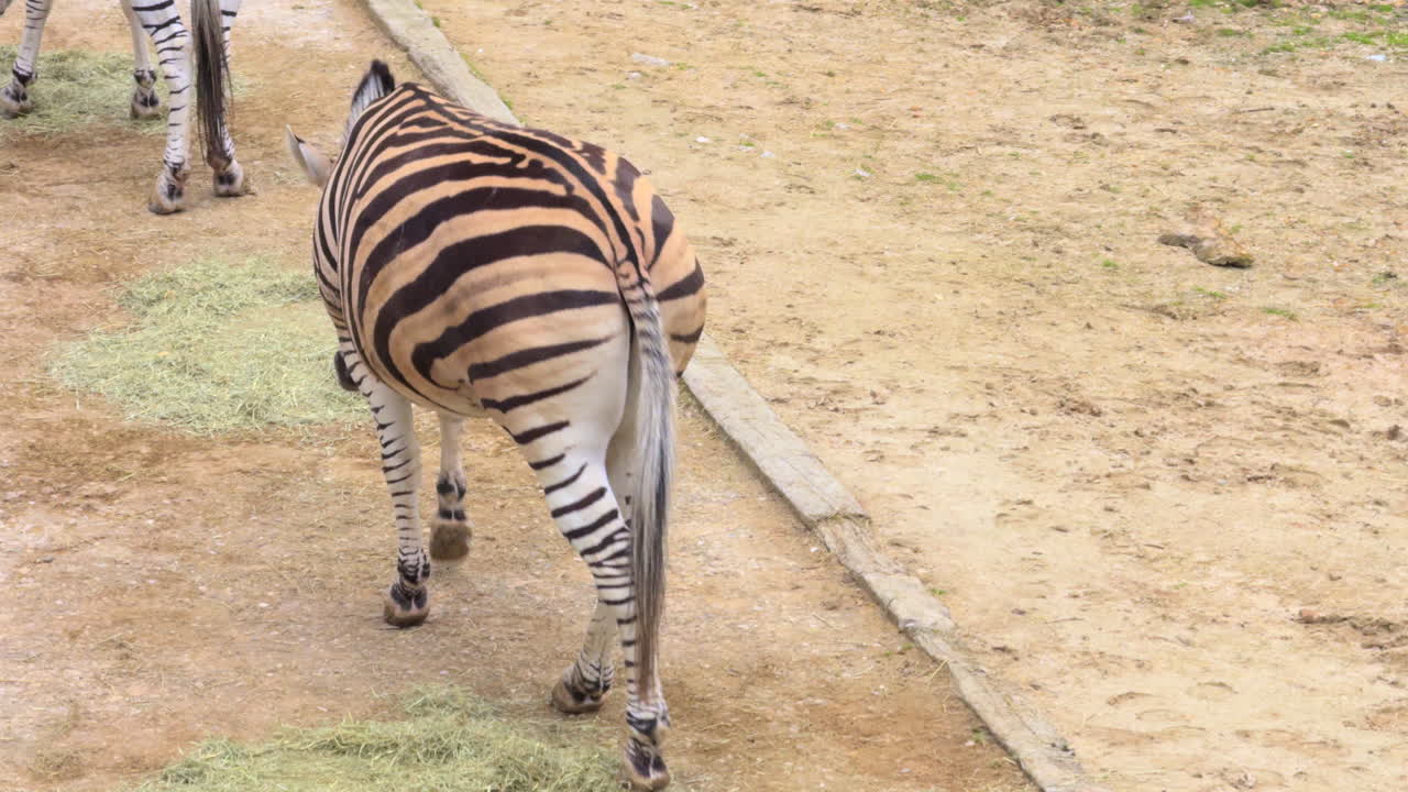 Side view of a zebra walking on a dirt path in a natural outdoor setting, highlighting striped patterns, wildlife movement, and peaceful savanna life