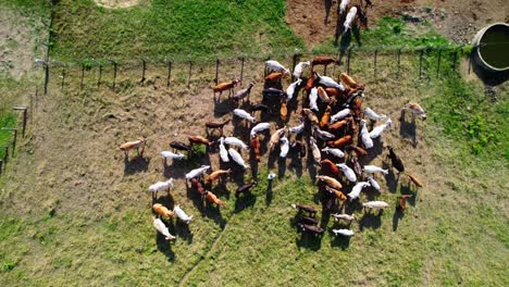 colorful cows gathered in a pasture seen from above on a bright sunny day