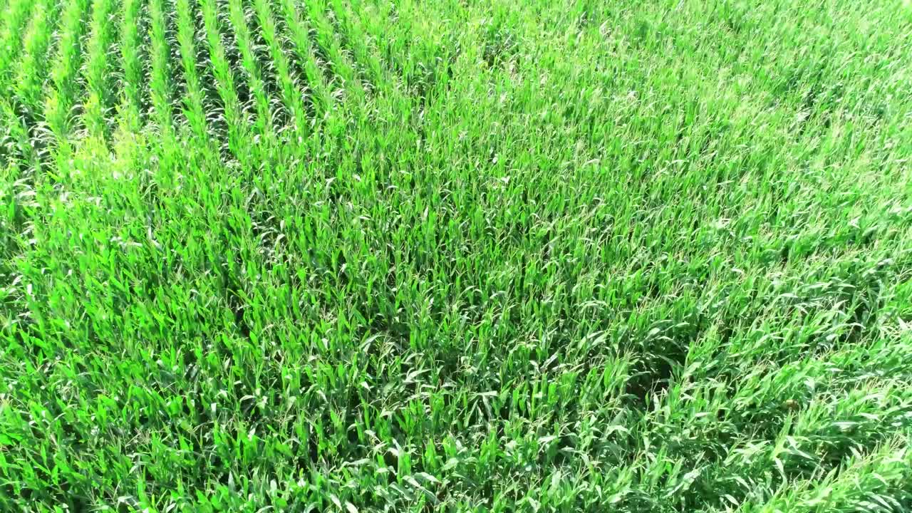 disparo de drones de cultivos de trigo que crecen en una granja