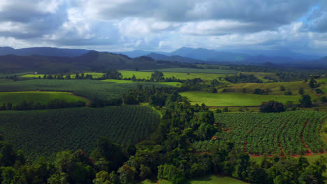 lush green organic crops in idyllic countryside of atherton tablelands in queensland australia