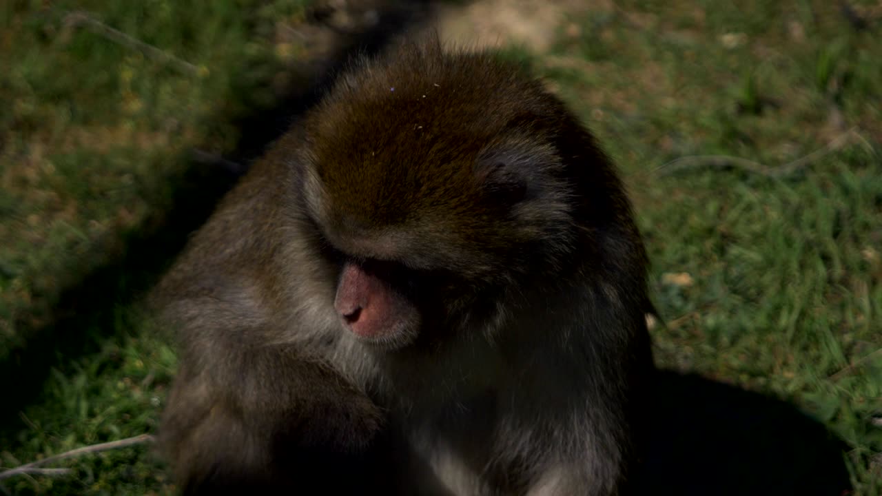 la primacía se sienta en la hierba