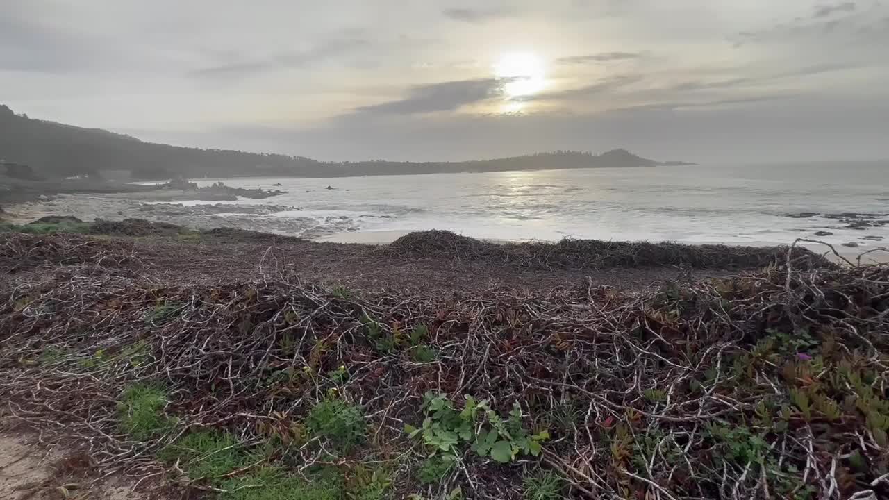 캘리포니아 카멜 해안을 따라 뿌리채 뽑힌 초목