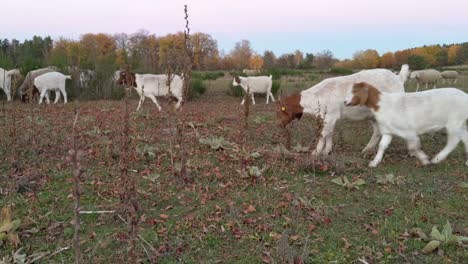 Mixed-herd-of-sheeps-and-goats-during-sunset-time-on-an-open-aerial-meadow-with-autumn-trees-in-background